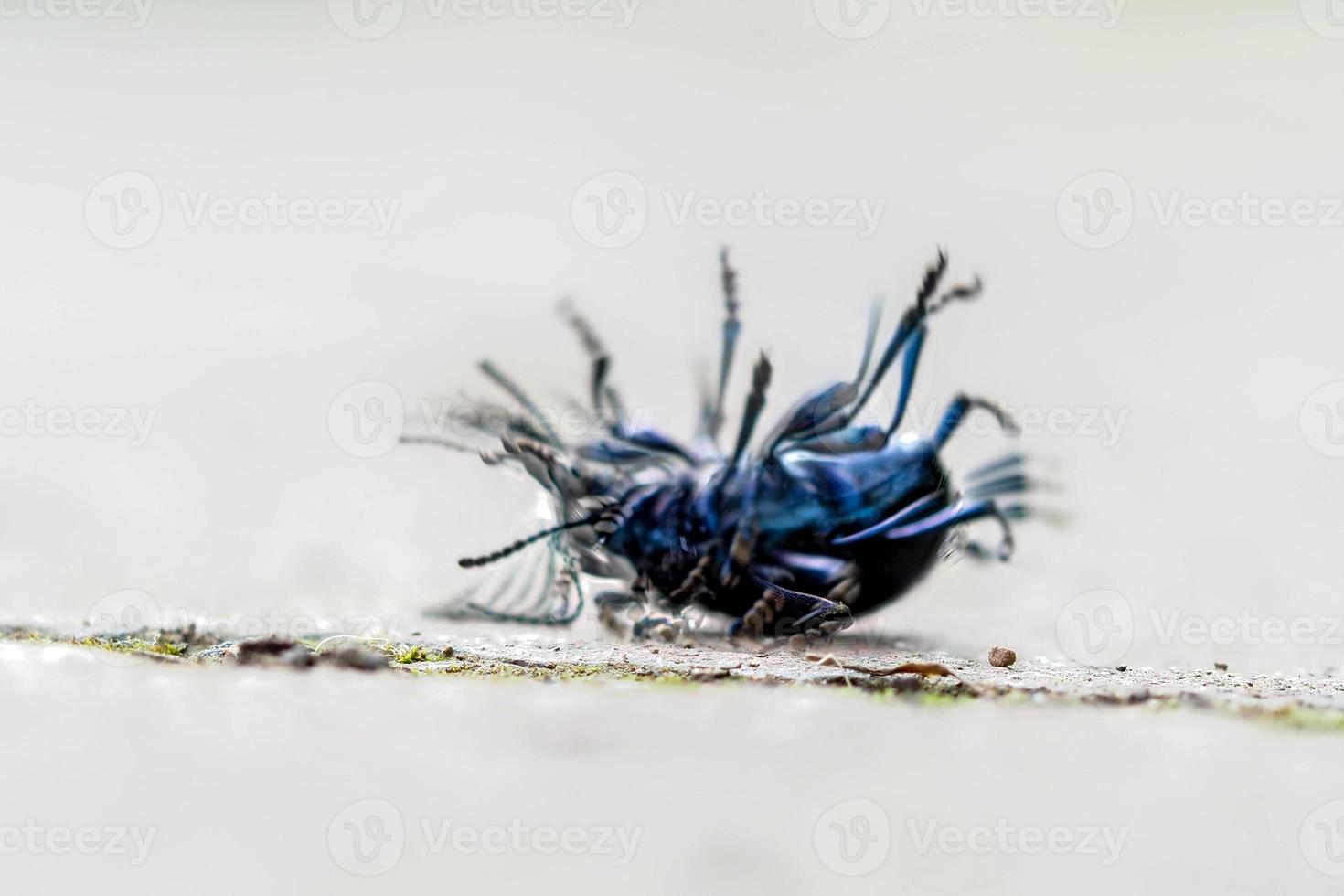 timarcha azul olhos erro Besouro macro capotou tentando para marcha ré foto