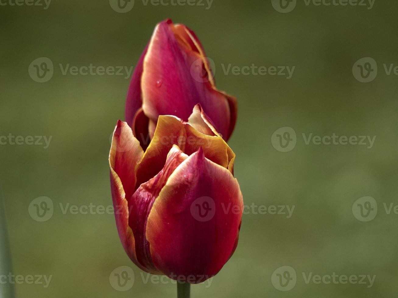 flores tulipa close-up foto