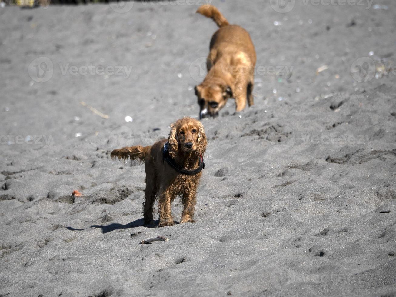 cachorro cocker spaniel feliz brincando na praia foto