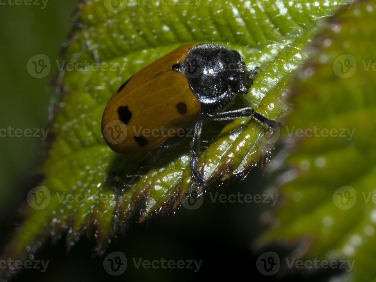 macro de joaninha laranja em fundo verde foto