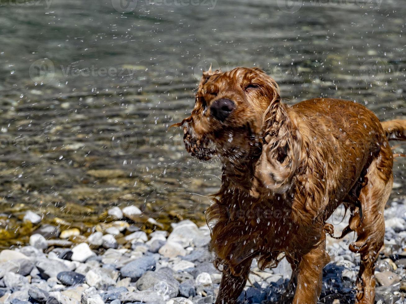 cocker spaniel esticando água foto