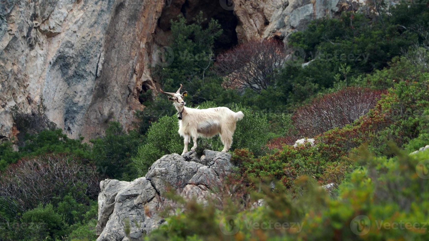 cabra da montanha nas rochas na sardenha foto