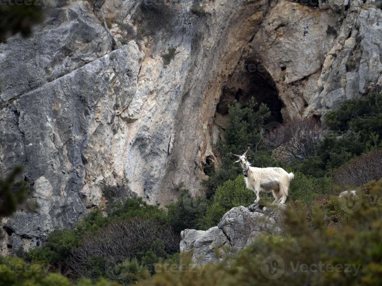 cabra da montanha nas rochas na sardenha foto