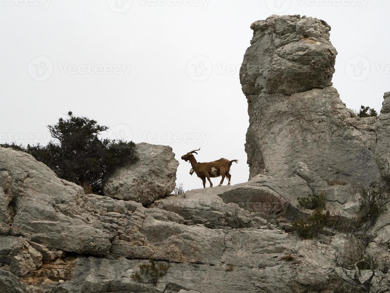 cabra da montanha nas rochas na sardenha foto