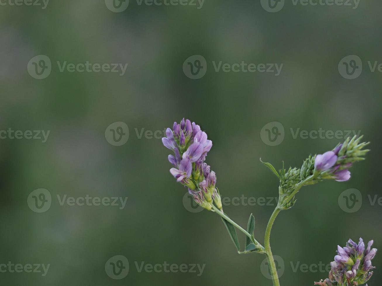 alfafa plantar flor detalhe foto