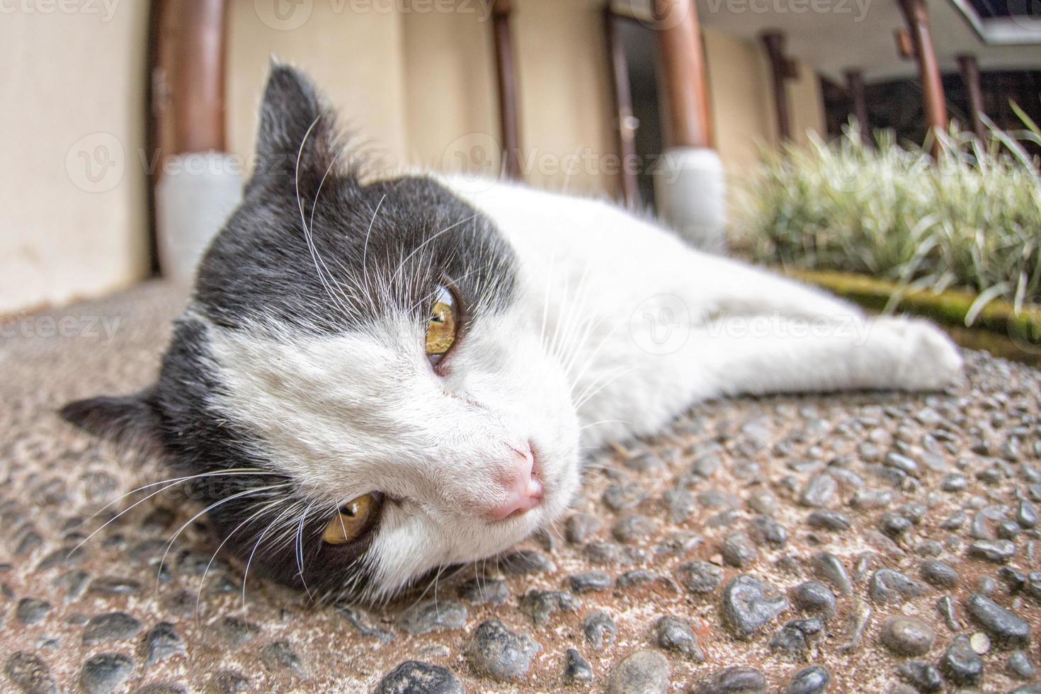 gato branco e preto olhando para você foto