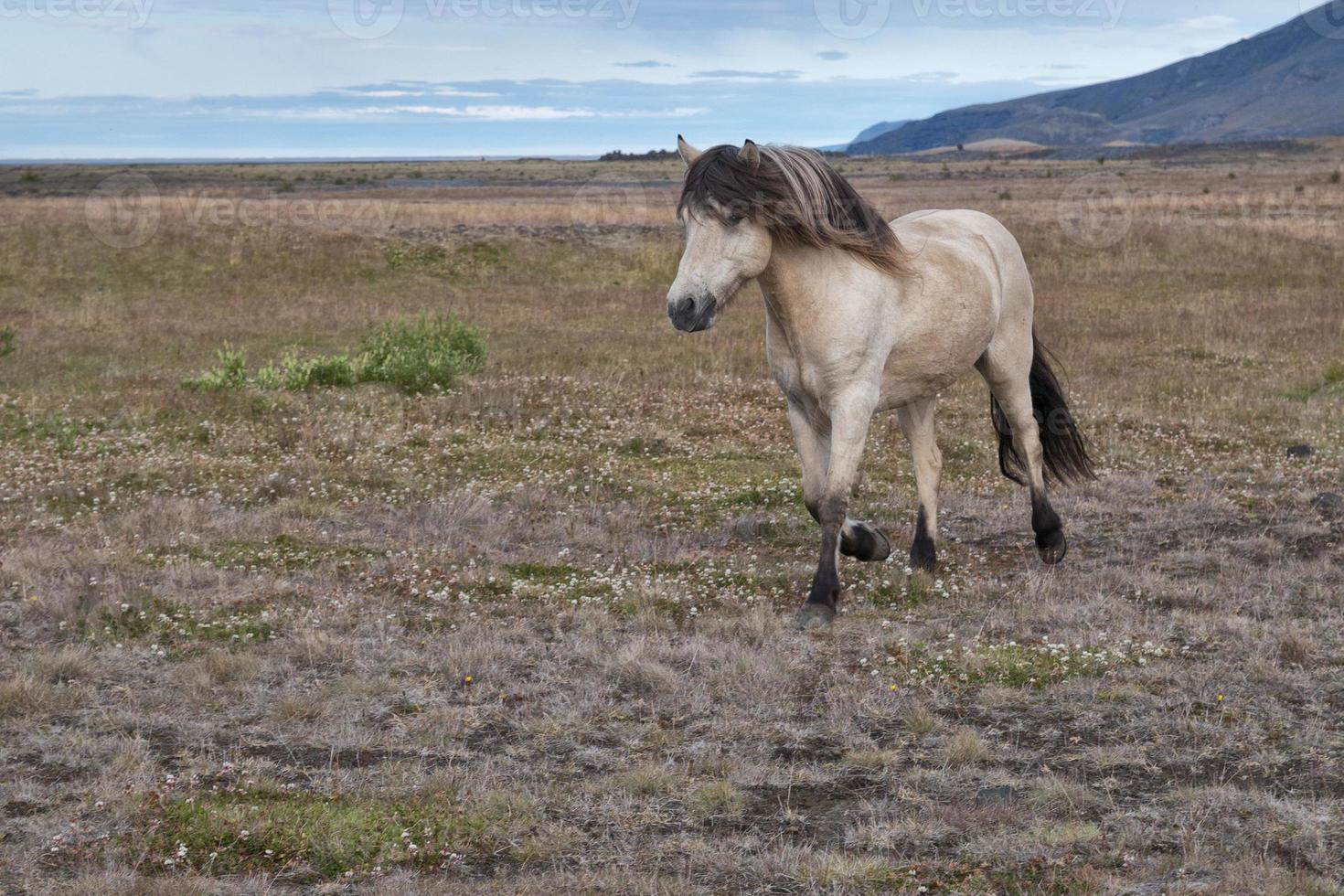 retrato de cavalo islandês foto