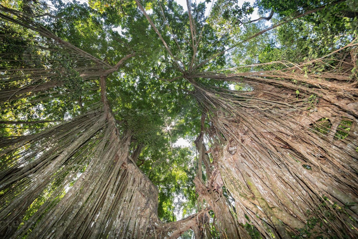 indonésia ficus gigante vista panorama de cima foto