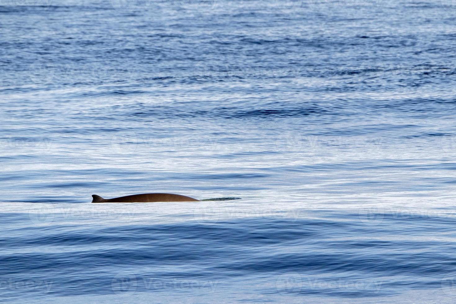 mãe e bebê filhote cuvier ganso baleia bico golfinho zífio cavirostris foto