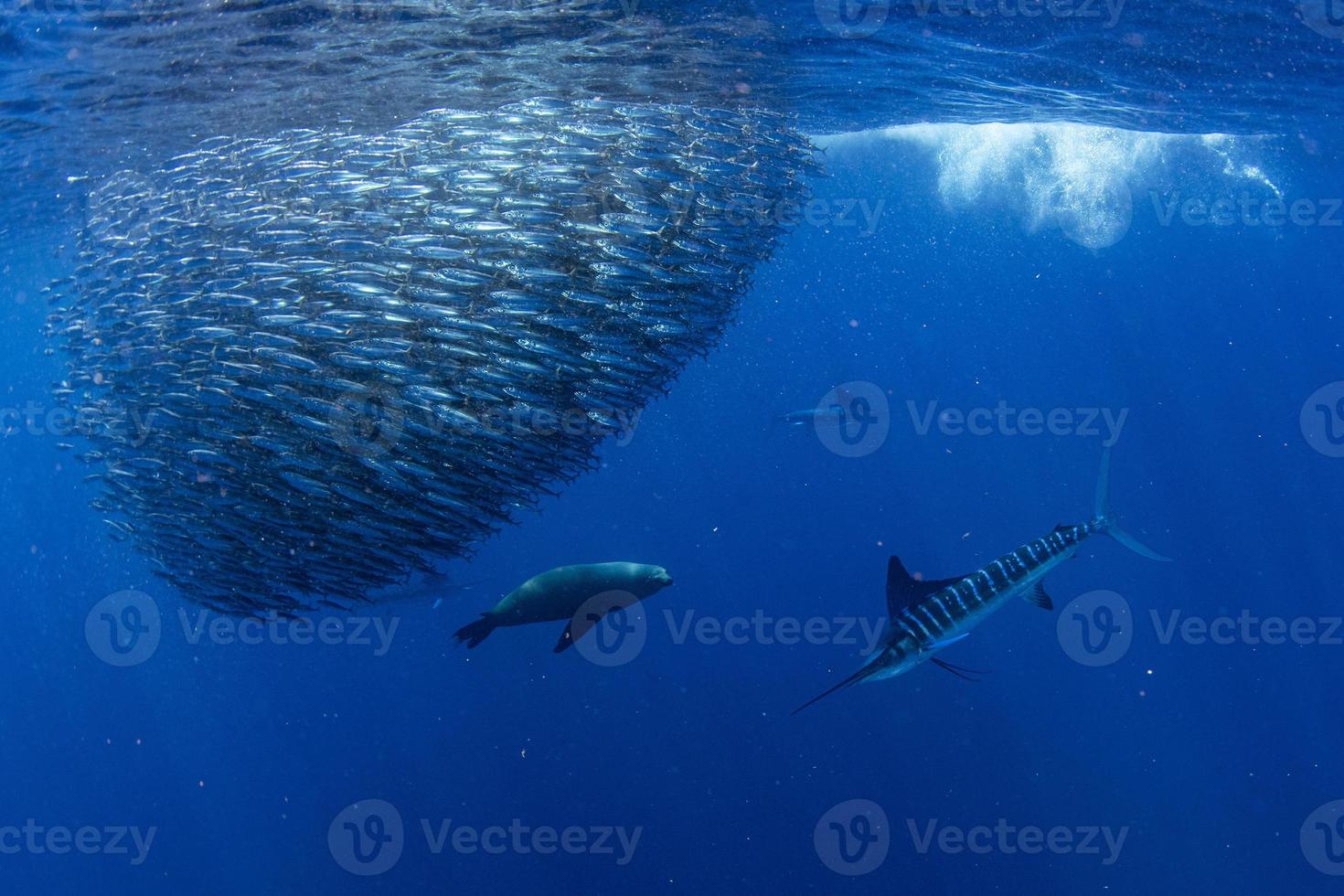 Espadim listrado e caça ao leão-marinho na bola de isca de sardinha no oceano pacífico foto
