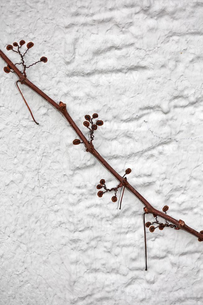 fechar acima Visão do pequeno flor escalada em a velho branco parede do velho construção botânico fundo grande Tamanho Alto qualidade instante impressões foto
