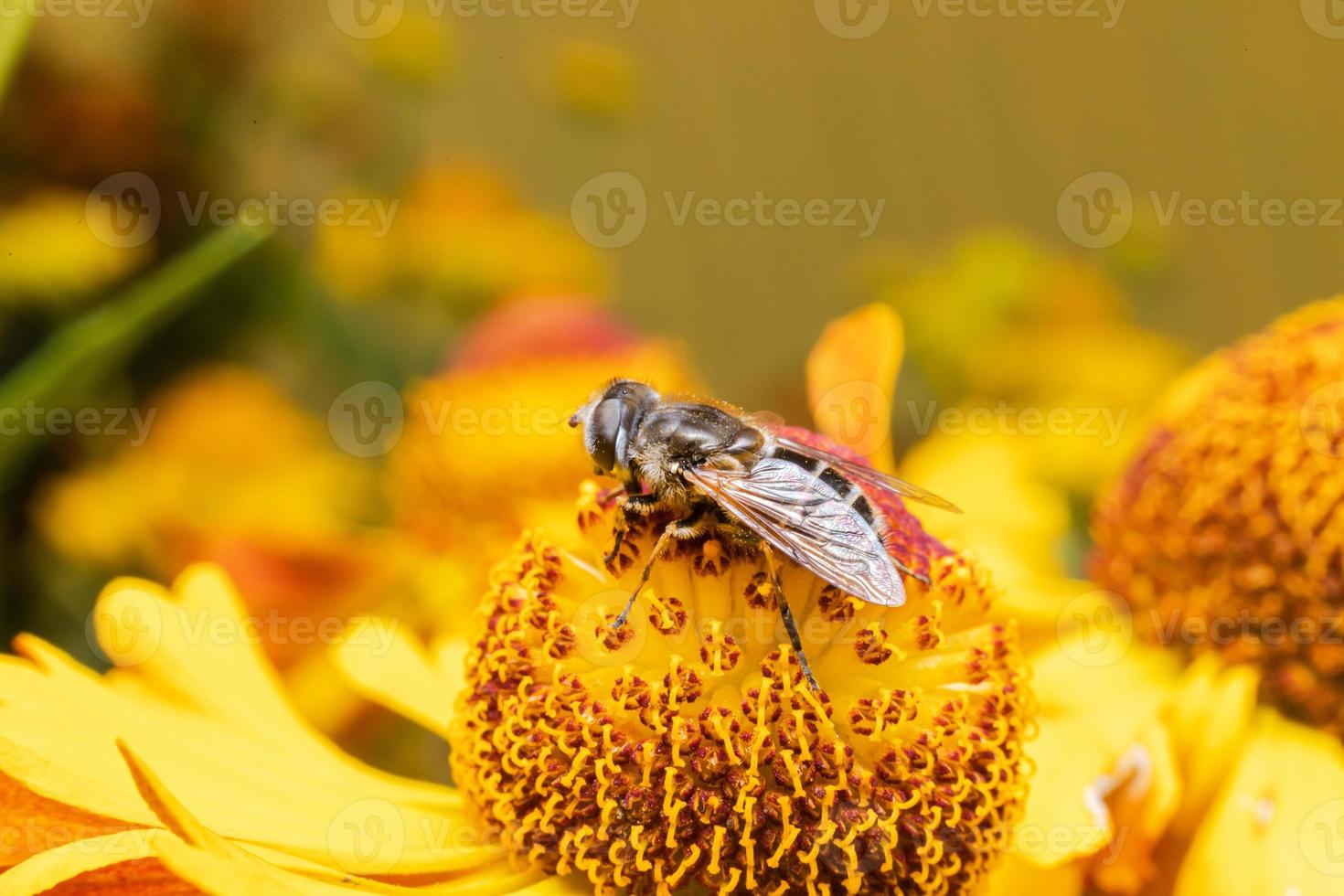 abelha coberta de pólen amarelo bebe néctar, flor polinizadora. primavera floral natural inspirador ou fundo de jardim florescendo de verão. vida de insetos, macro extrema close-up foco seletivo foto