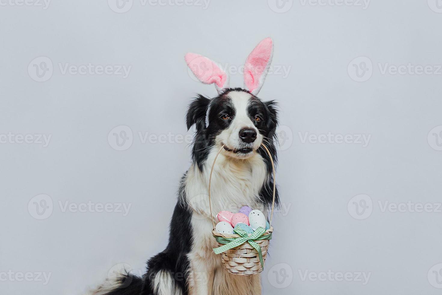 conceito de feliz páscoa. preparação para férias. lindo cachorrinho border collie usando orelhas de coelho segurando cesta com ovos coloridos de páscoa na boca isolada no fundo branco. cartão de primavera. foto