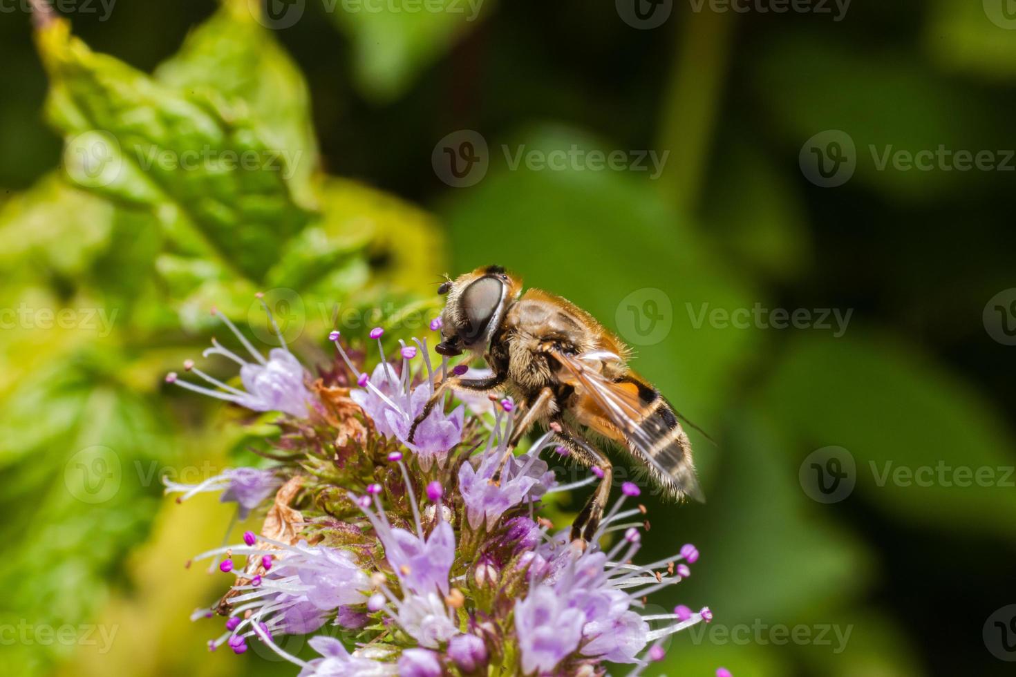 abelha coberta de pólen amarelo bebe néctar, flor polinizadora. primavera floral natural inspirador ou fundo de jardim florescendo de verão. vida de insetos, macro extrema close-up foco seletivo foto