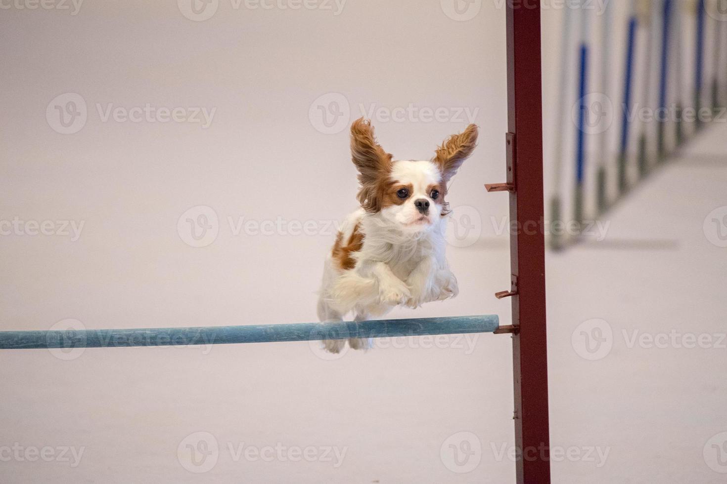 maltês cachorro enquanto pulando obstáculo foto