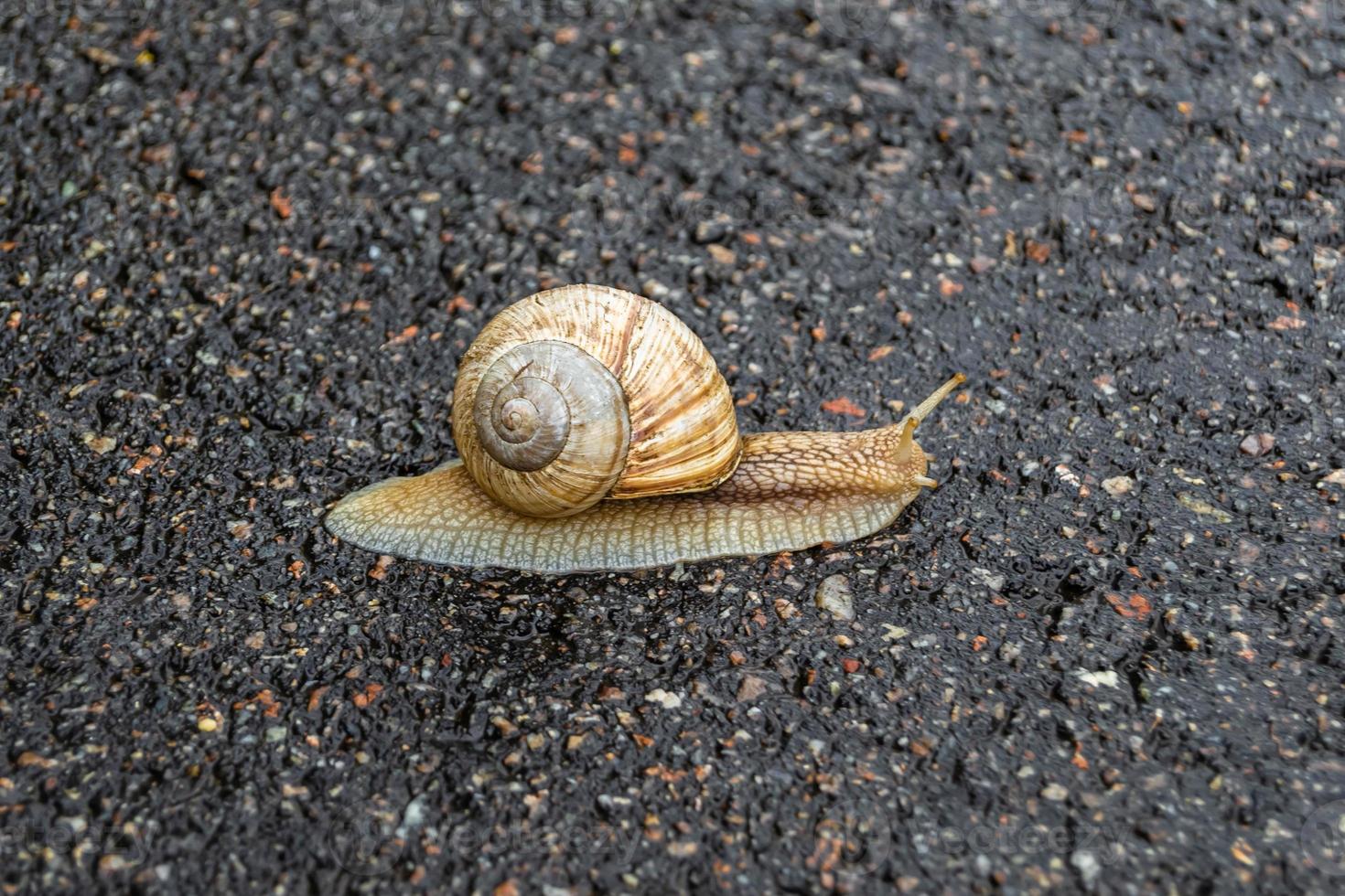 grande caracol de jardim com concha rastejando na estrada molhada, volte para casa foto