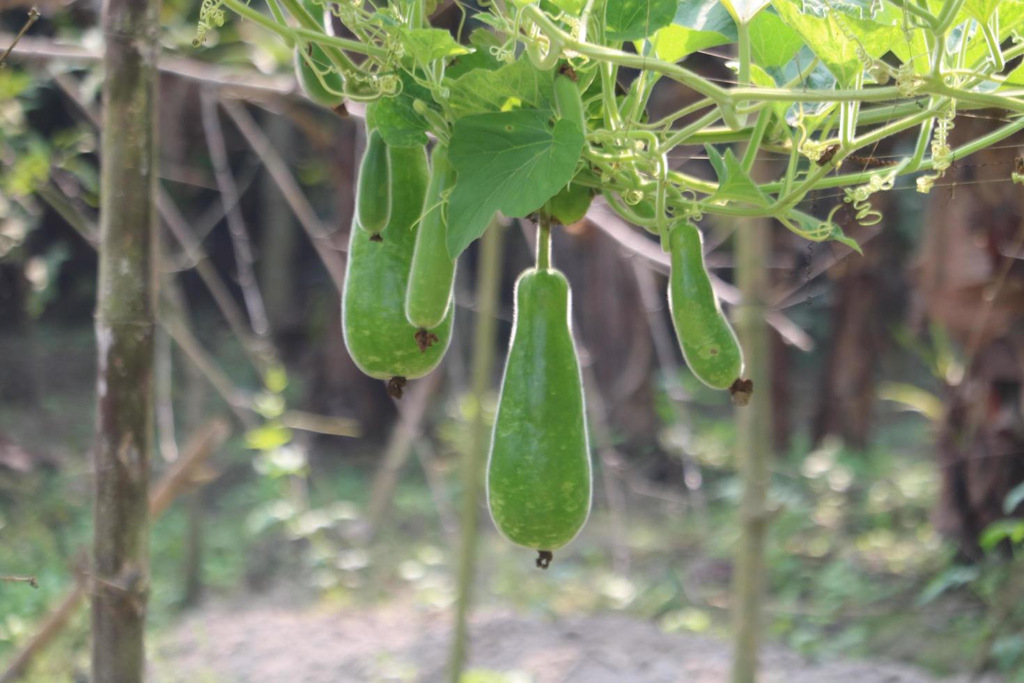 verde cabaça, abóbora, engarrafado cabaça fruta foto