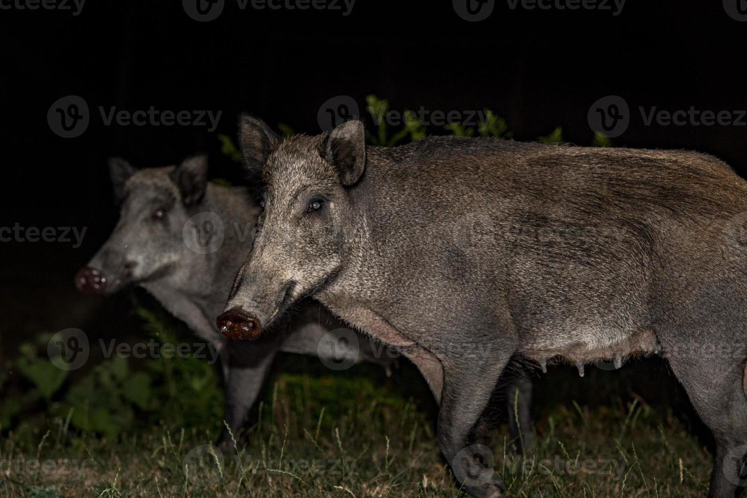 adulto mãe selvagem javali comendo pão às noite foto