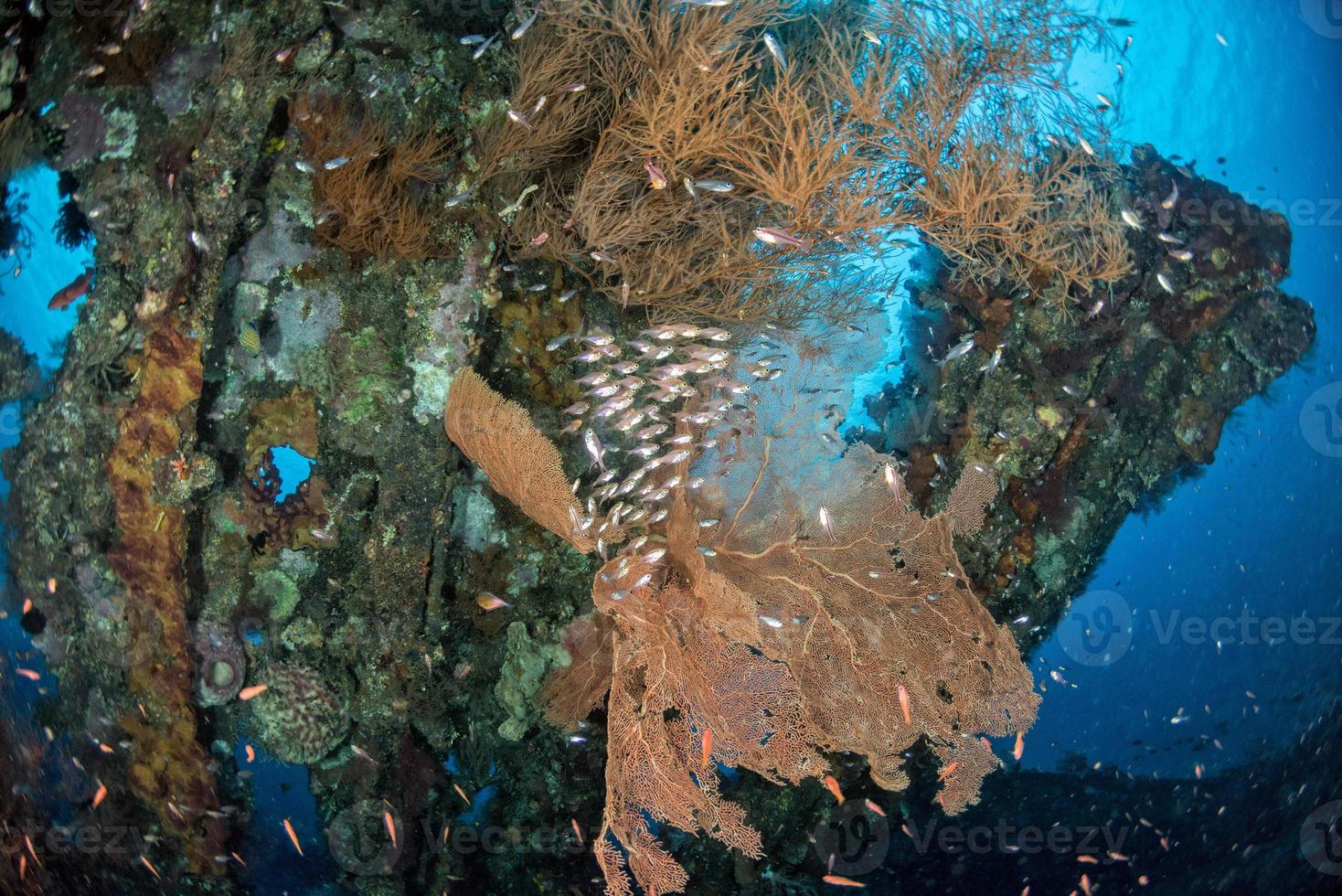 Naufrágio do Navio Liberty no Oceano Índico em Bali Tulamben foto