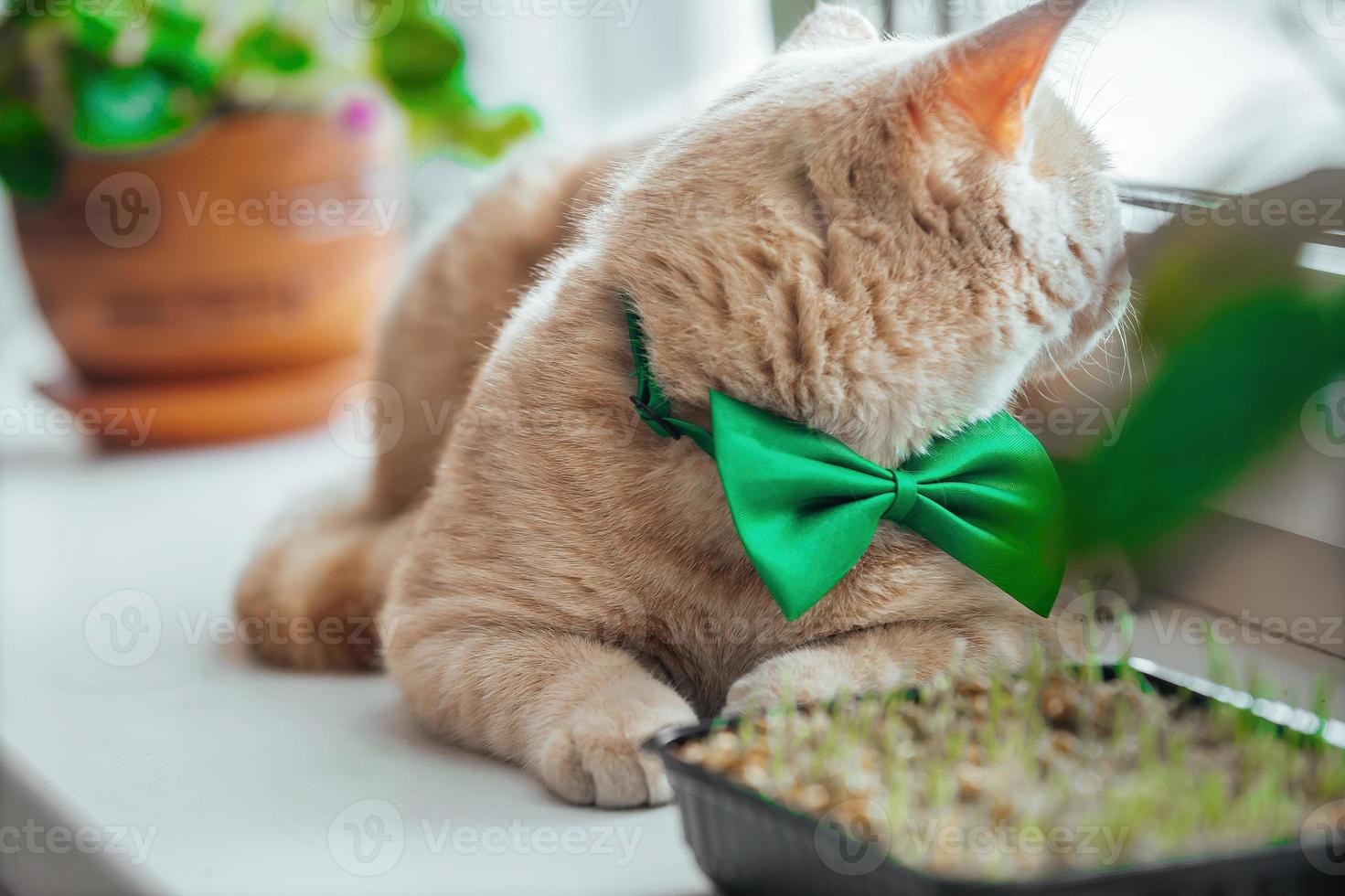 uma lindo pêssego gato com uma verde borboleta arco por aí dele pescoço mentiras em a janela perto a germinado Relva para animais. Primavera feriado st. patrick's dia e animais de estimação foto