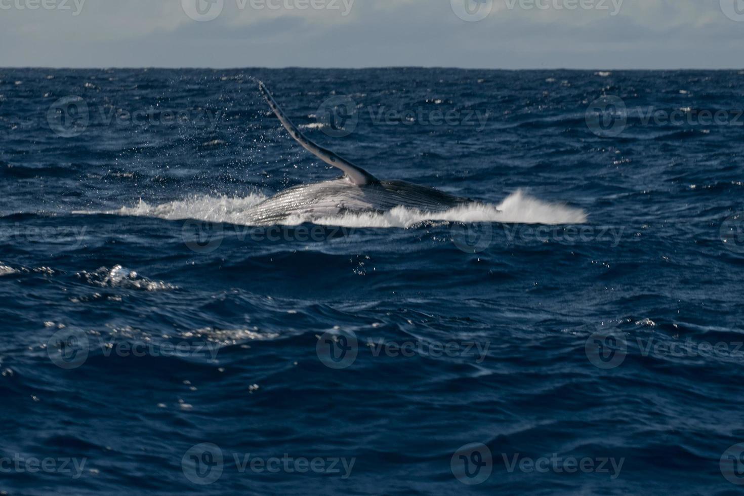 cauda de baleia jubarte descendo no mar azul da polinésia foto
