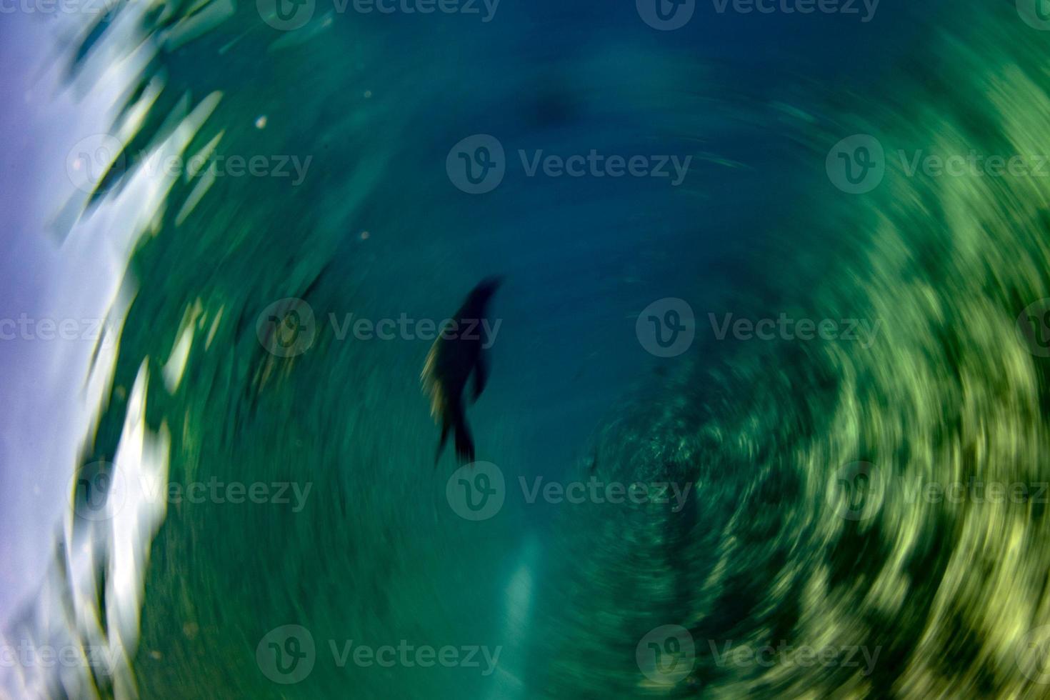 torção mover efeito pictórico foca californiano mar leão chegando para você foto