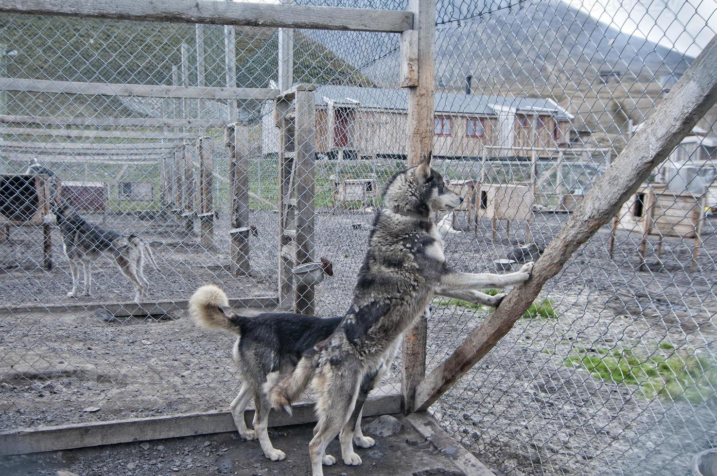 fazenda de cães de trenó svalbard foto