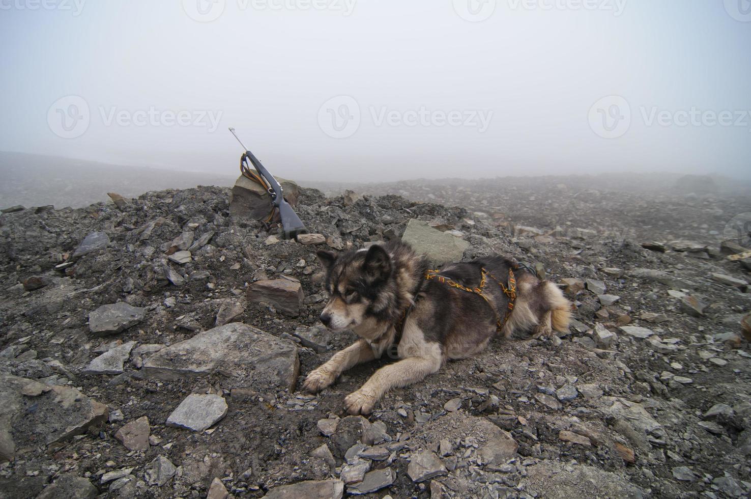 a rouco newar caçando arma de fogo dentro Svalbard Spitzbergen foto