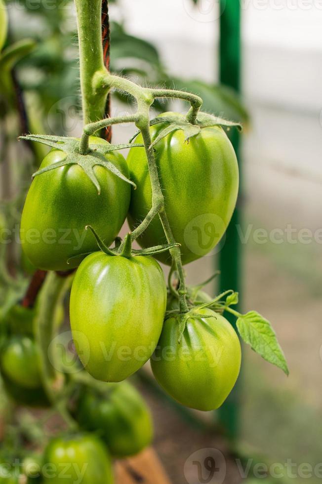 verde tomates suspensão em uma ramo foto