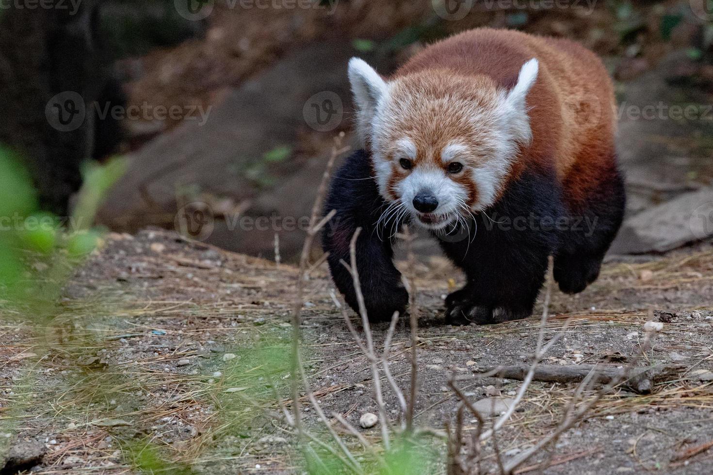 vermelho panda chegando para você foto