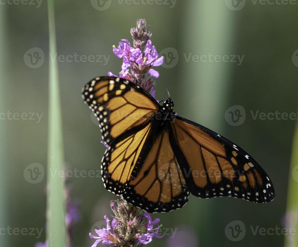 uma empoleirado monarca borboleta dentro ontário. foto