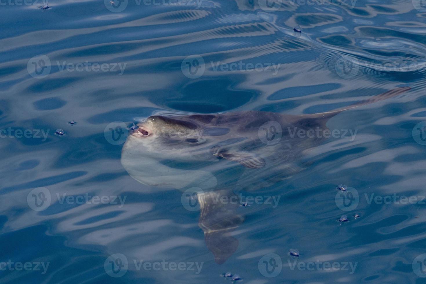 peixe-lua na superfície do mar enquanto come água-viva velella foto