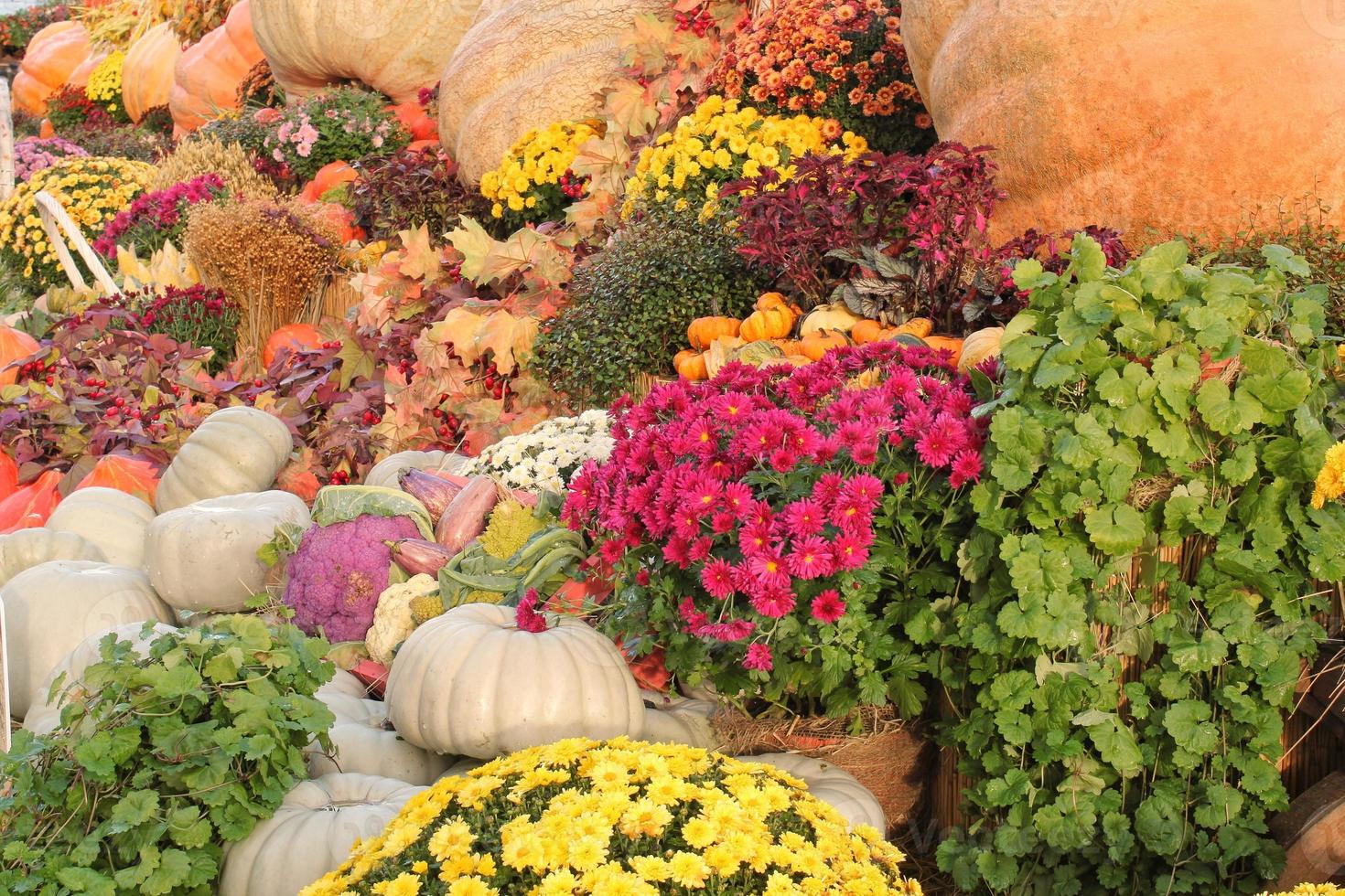 abóboras e cabaças orgânicas coloridas na feira agrícola. colhendo o conceito de tempo de outono. jardim queda planta natural. decoração de dia das bruxas de ação de graças. fundo rural fazenda festiva. comida vegetariana. foto