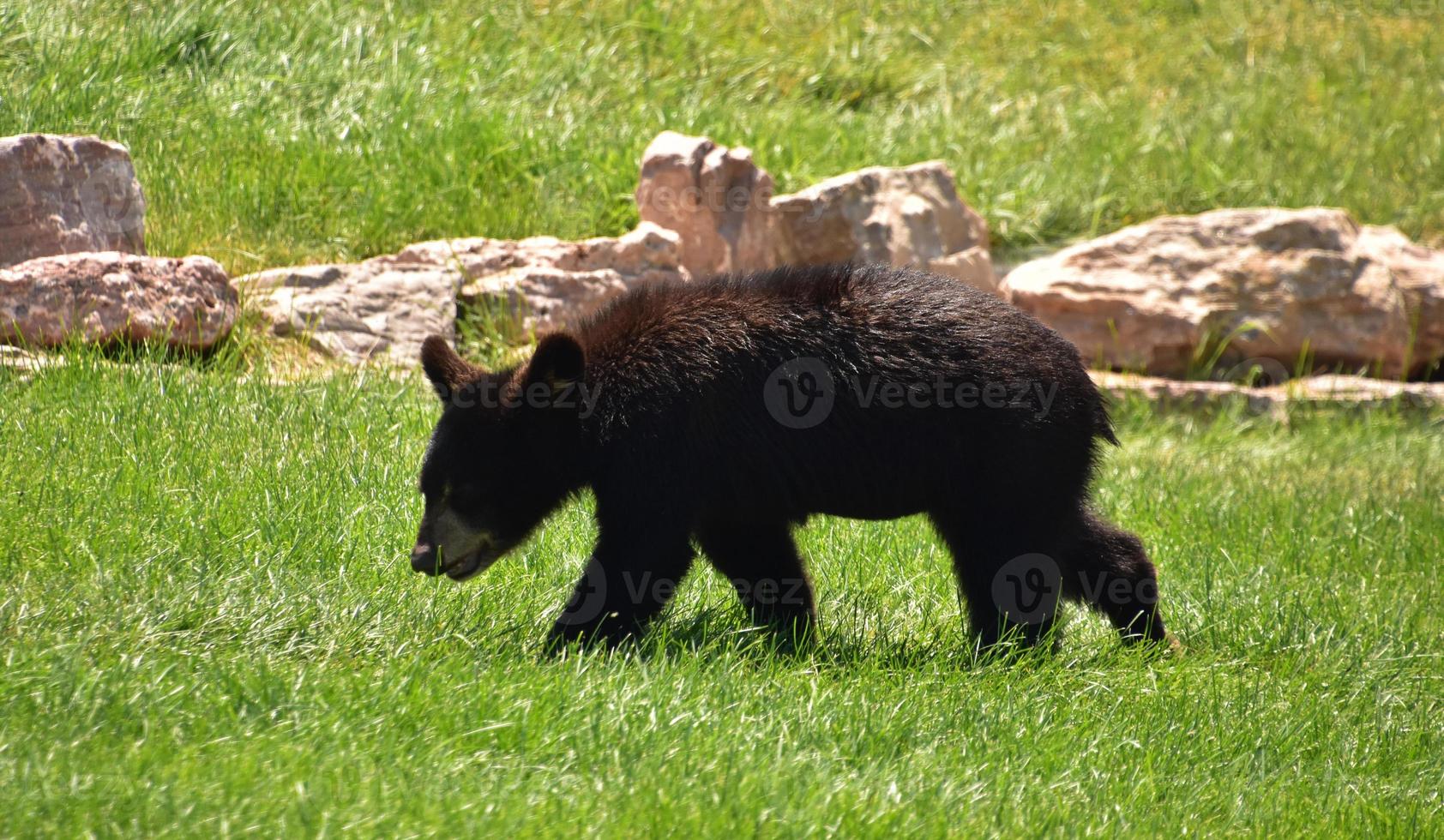 Preto Urso filhote caminhando através verão gramíneas foto