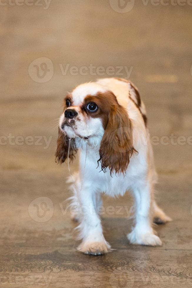 retrato de cão chevalier king olhando para você foto