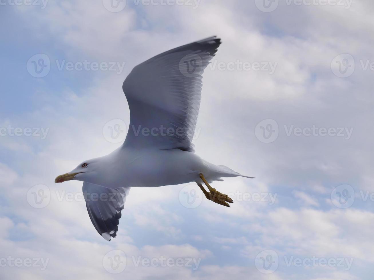 baixo ângulo Visão do uma gaivota vôo dentro a ar, espalhando asa, lindo azul céu branco nuvem fundo foto