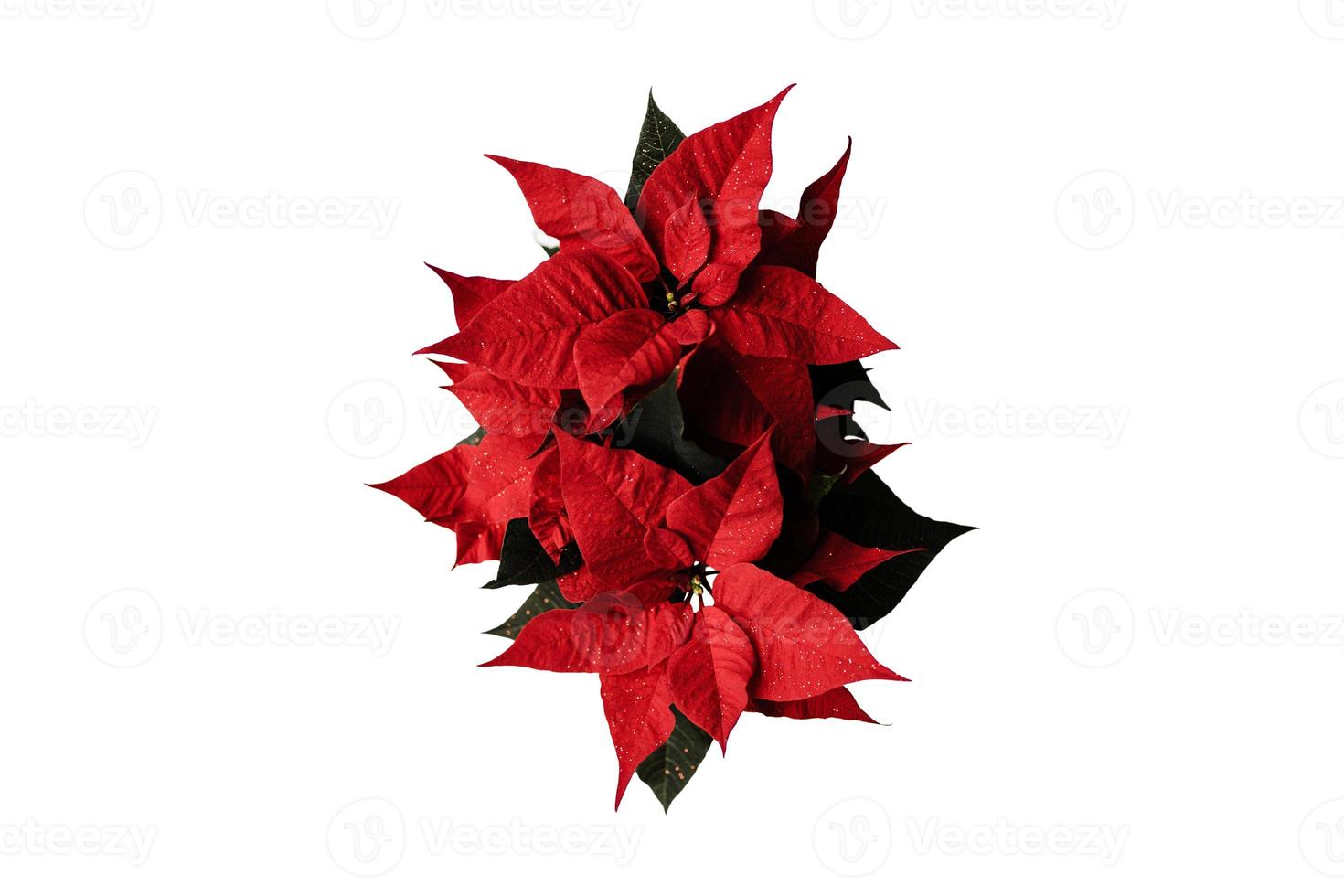 4974 vermelho Natal flores decoração isolado em uma transparente fundo foto