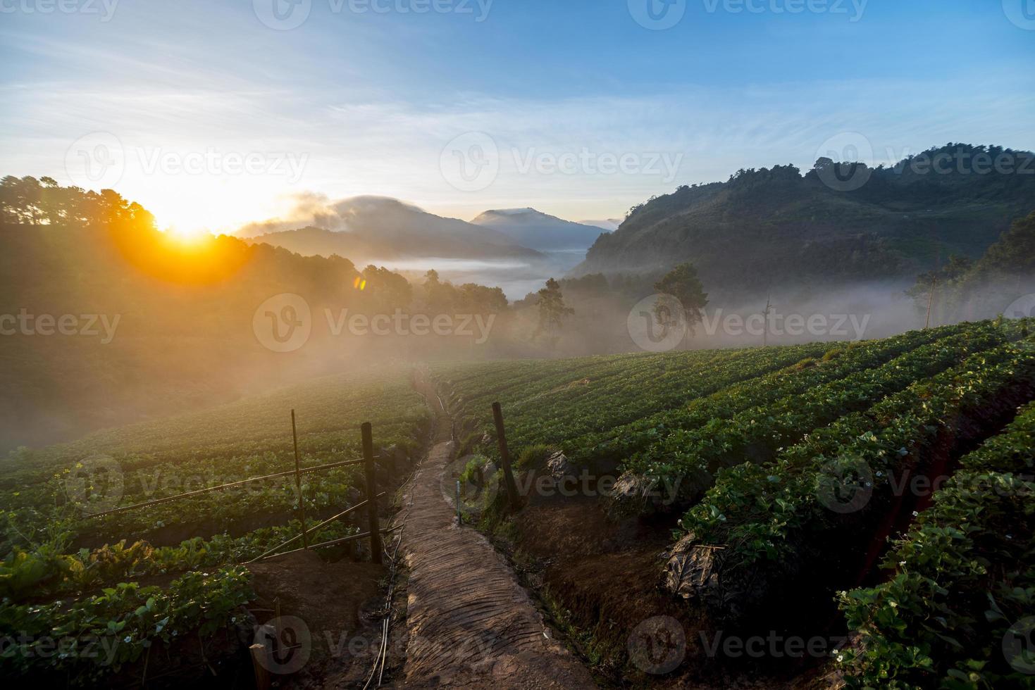 campo de morango pela manhã foto