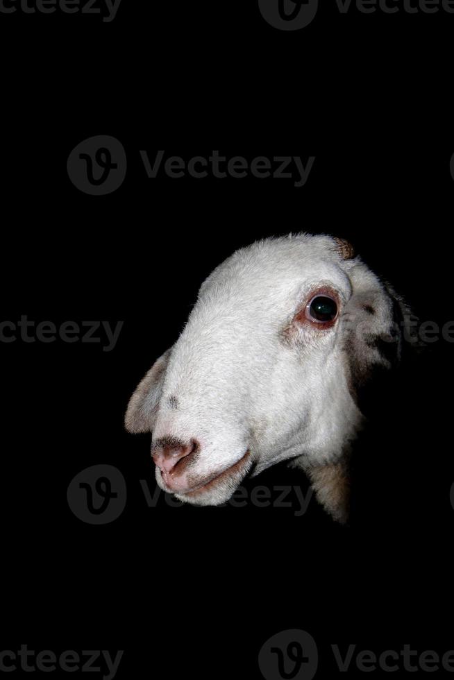 uma ovelha fechar acima retrato dentro a Preto fundo foto