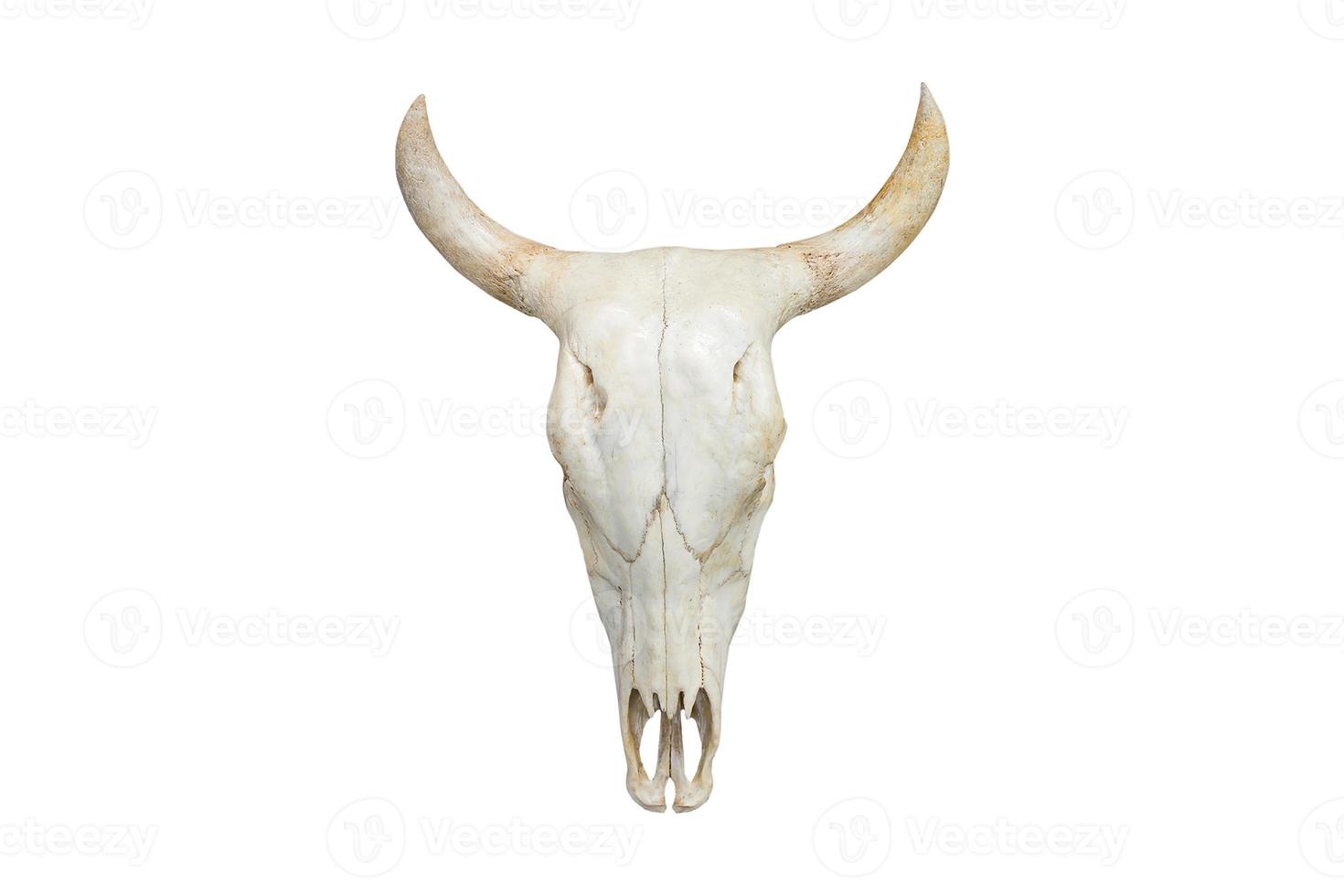 340 branco boho crânio isolado em uma transparente fundo foto