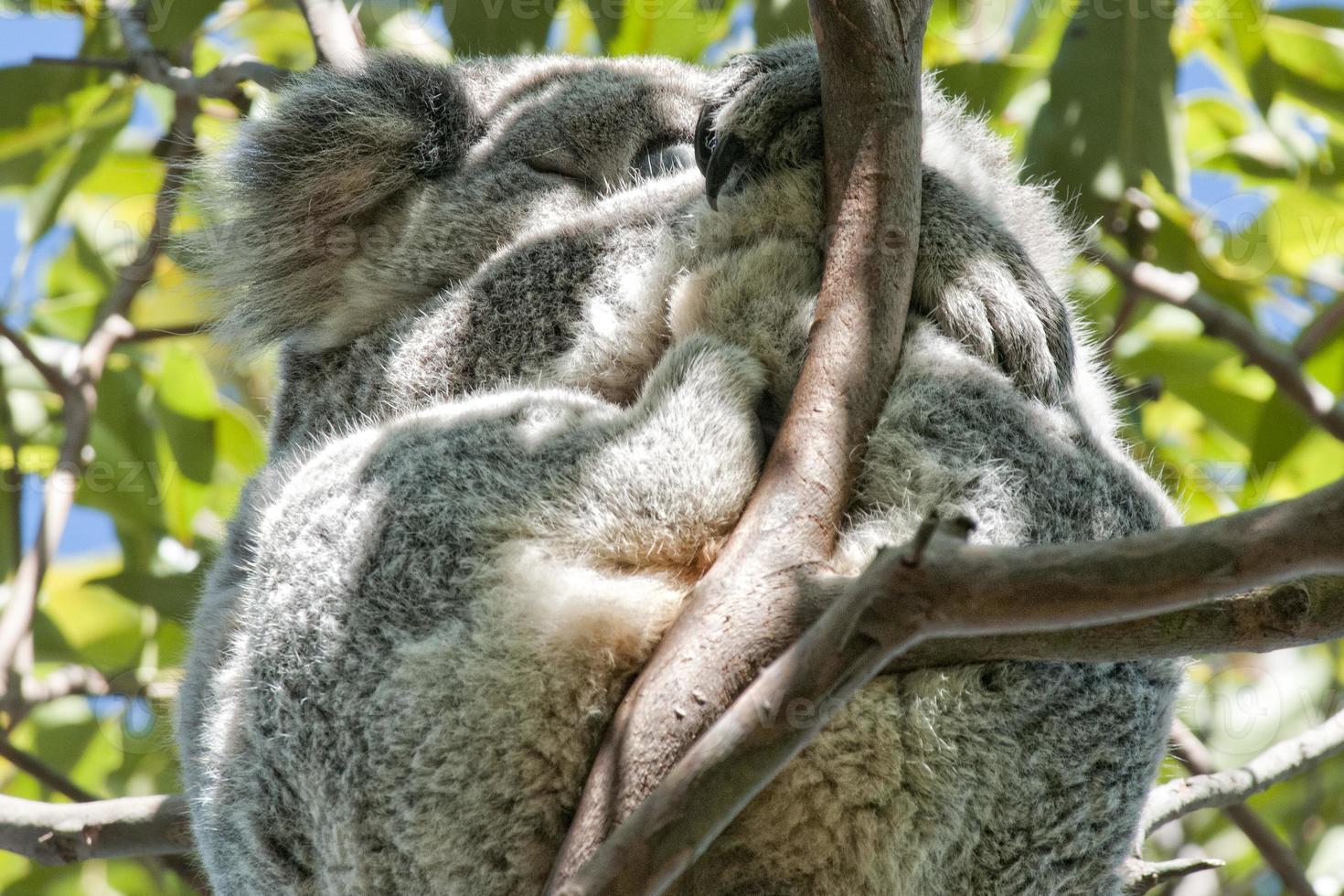 coala relaxante em uma árvore foto