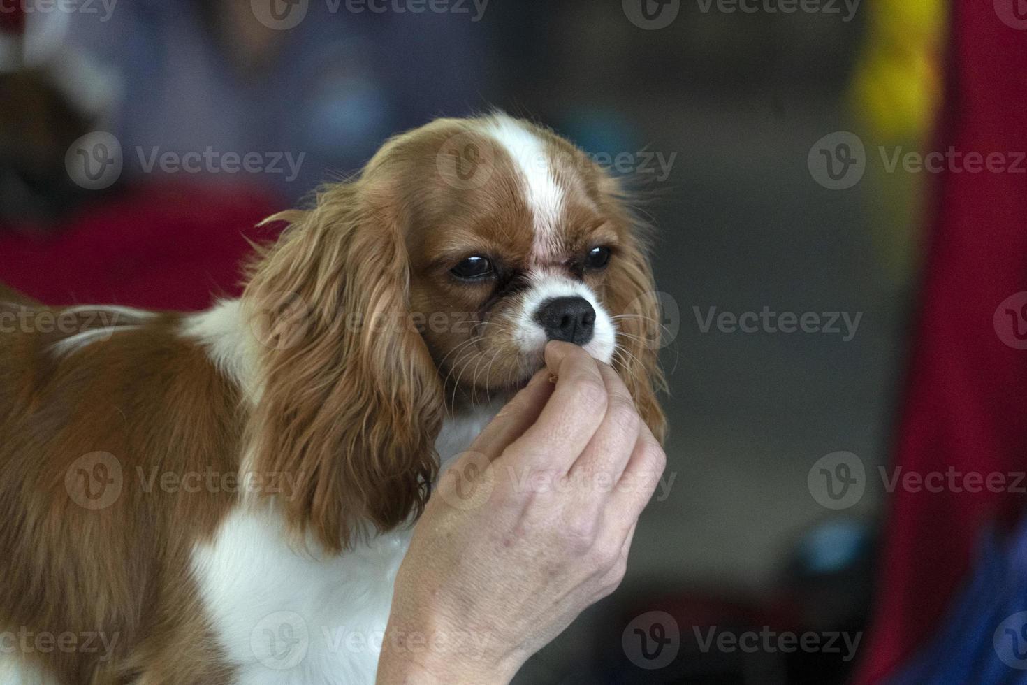 chevalier king cachorro close-up enquanto come um lanche foto