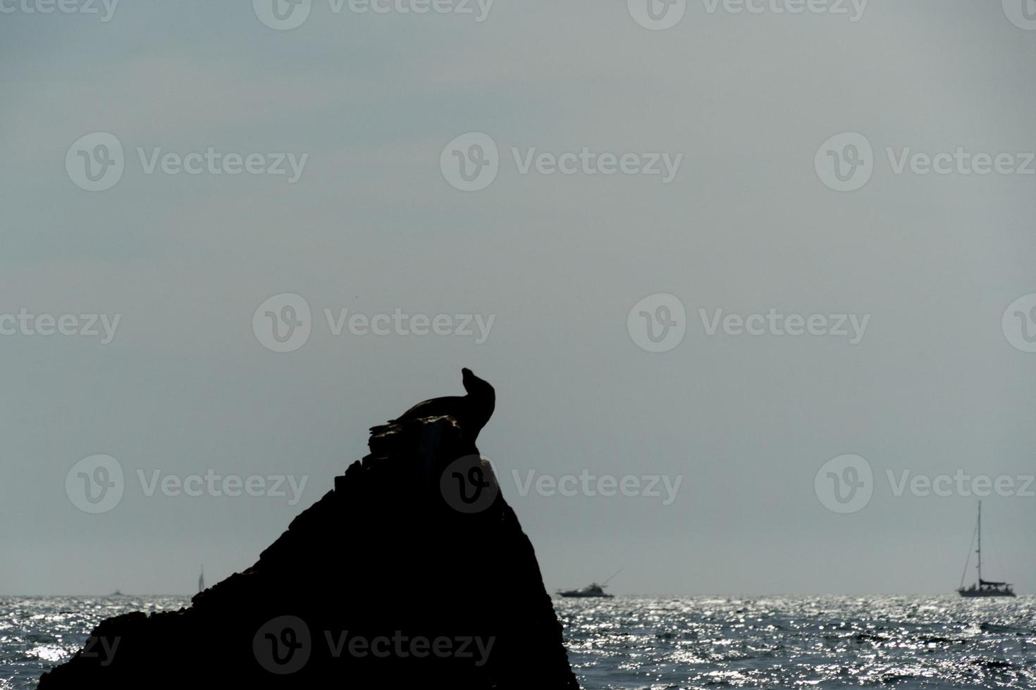 mar leão em uma Rocha dentro cabo san lucas Porto México foto