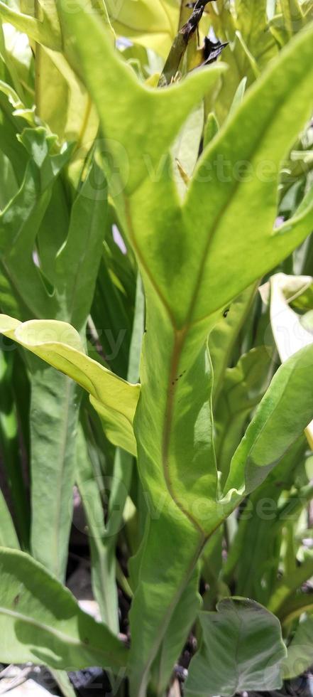 plantas para interior foto