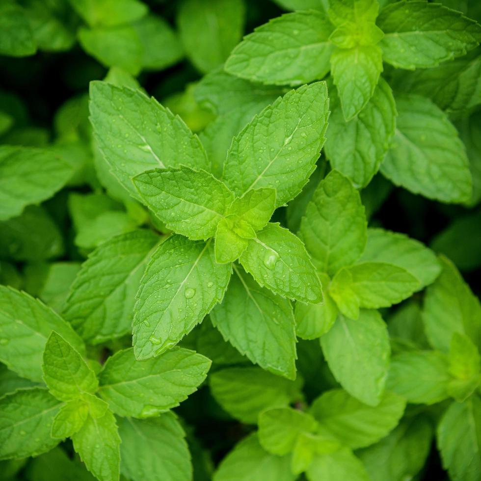 folhas frescas de hortelã-pimenta foto