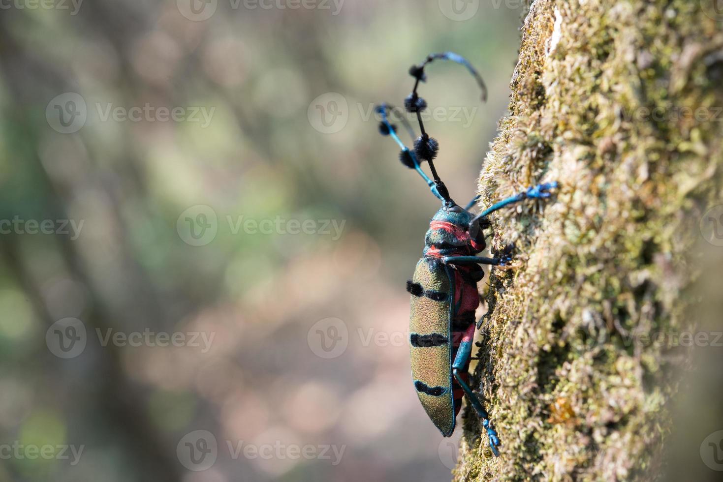 besouro longhorn na natureza foto