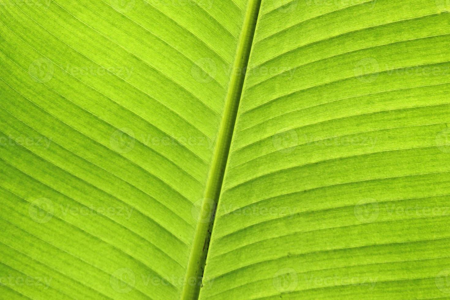 close-up de folha de bananeira foto