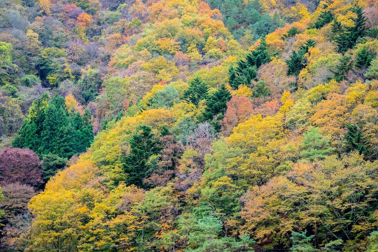 floresta em uma montanha no outono foto