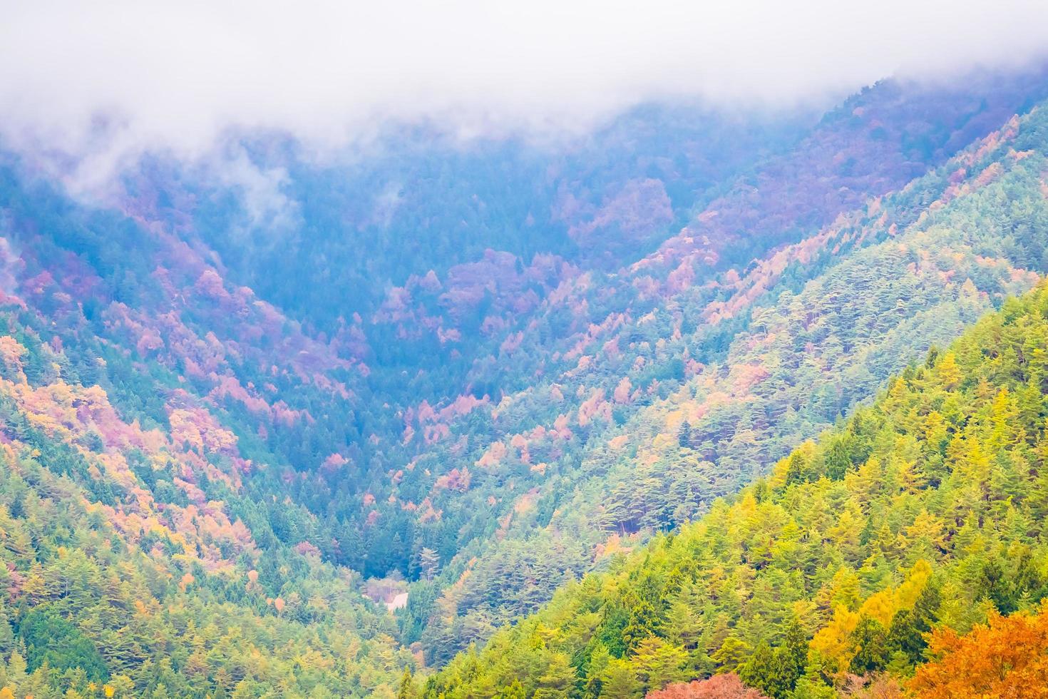 floresta em uma montanha no outono foto