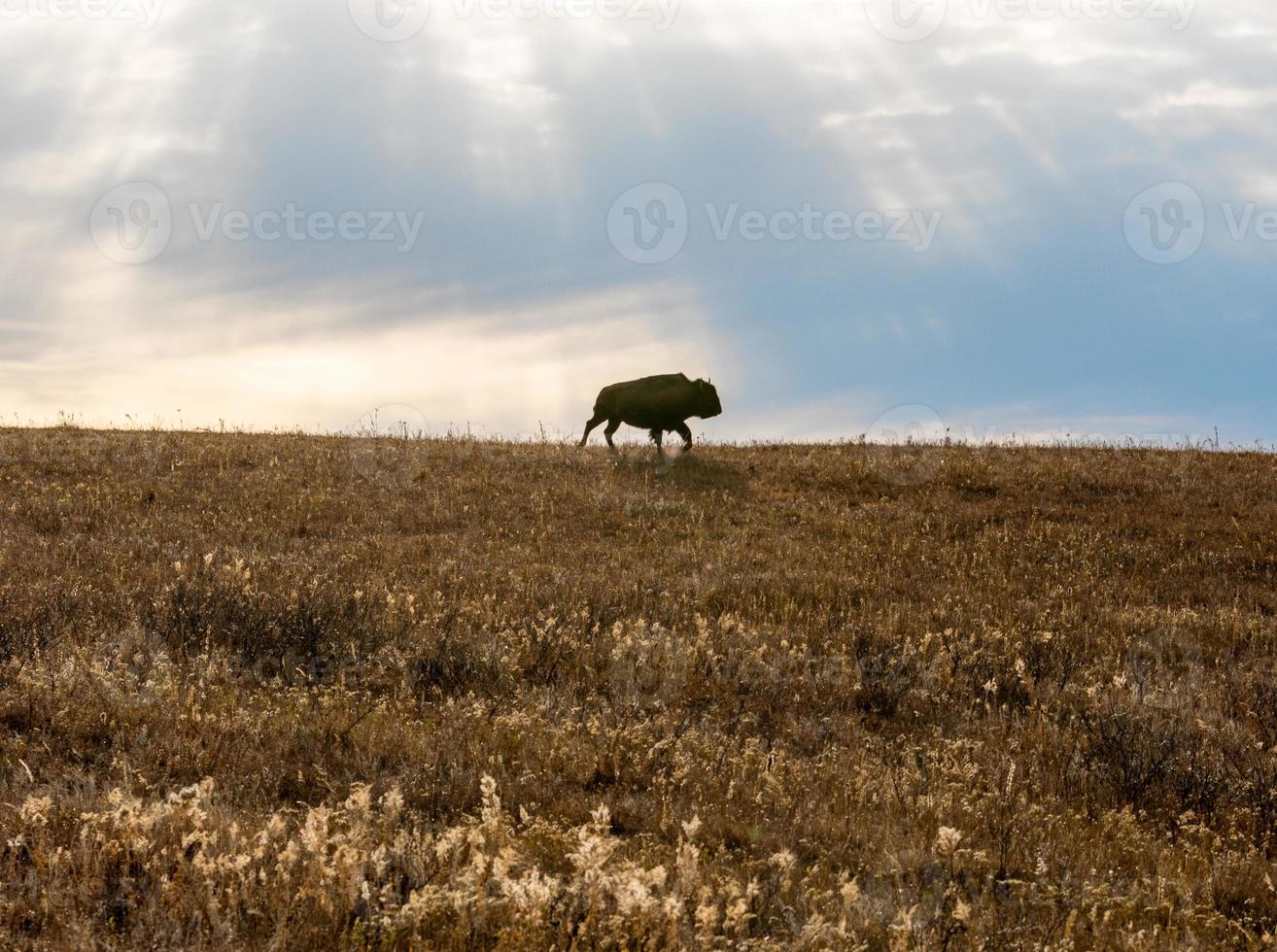 solitário búfalo em Kansas pradaria em outono tarde foto